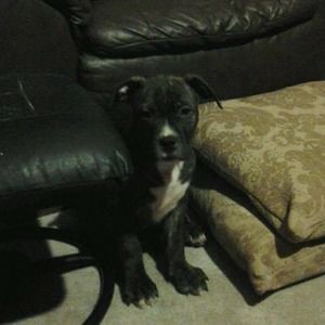 Meet your Posher, Zues